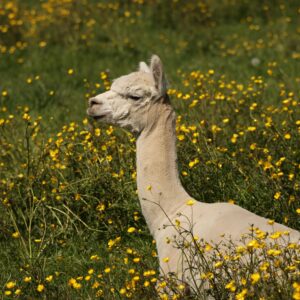 A cream-colored llama stands in a lush field of tall green grass and yellow flowers, basking in the sunlight.
