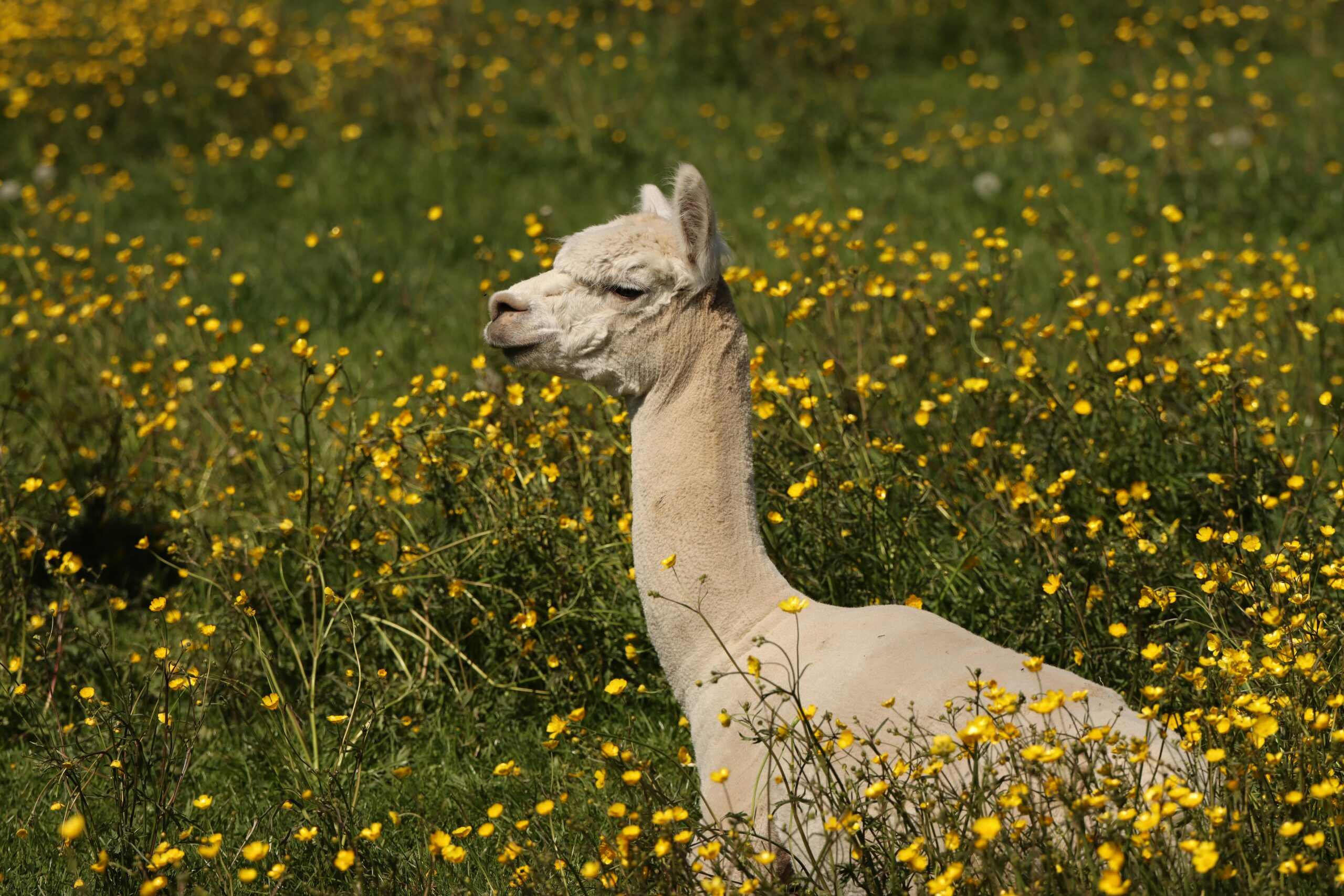 A cream-colored llama stands in a lush field of tall green grass and yellow flowers, basking in the sunlight.