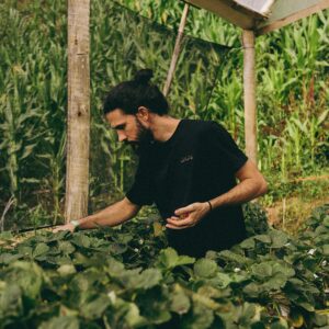 A person harvesting strawberries in a greenhouse surrounded by lush greenery.