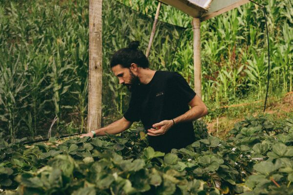A person harvesting strawberries in a greenhouse surrounded by lush greenery.
