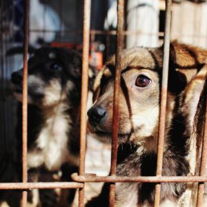 Two puppies in a cage looking out through metal bars, sunlight casting shadows on their fur.