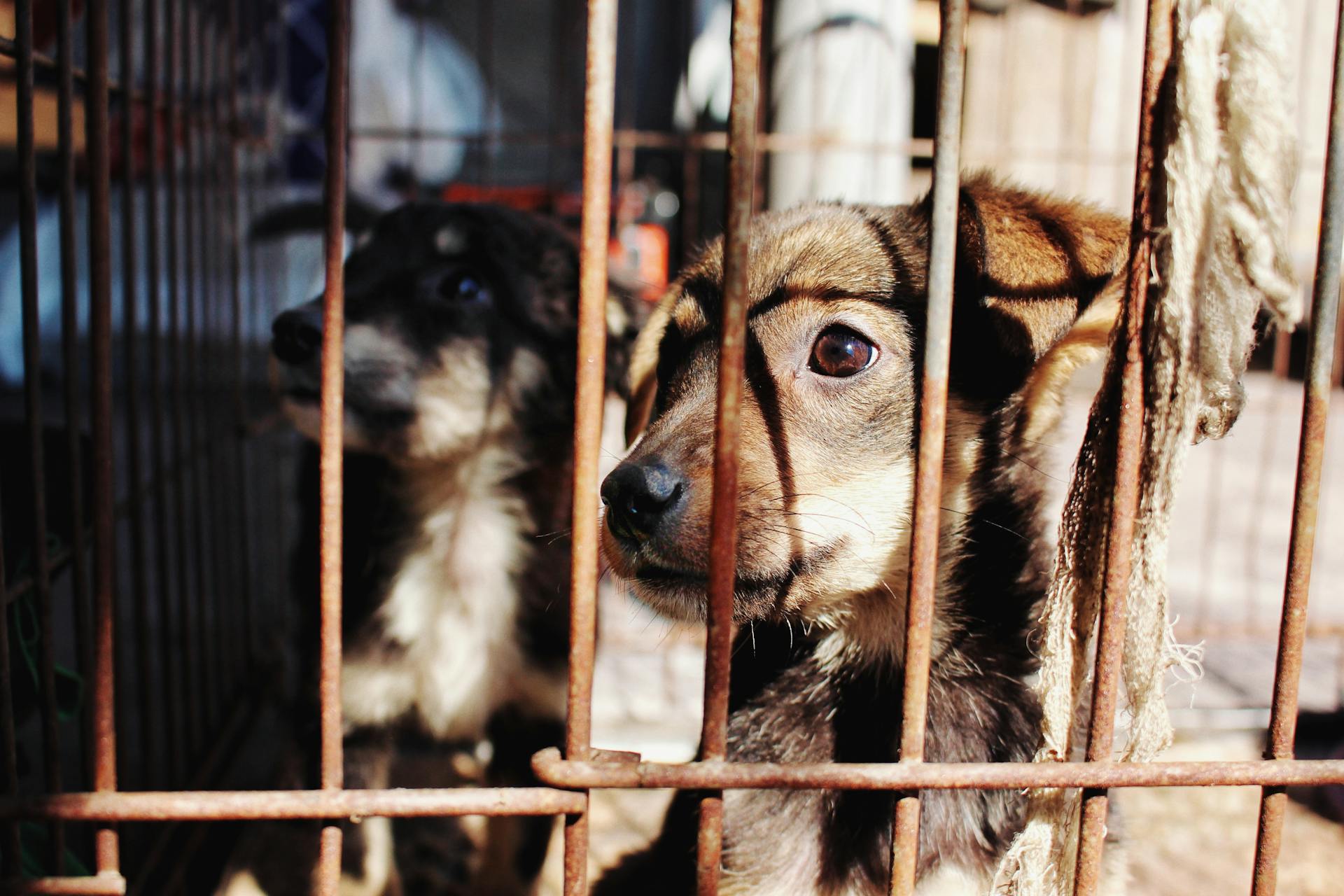 Two puppies in a cage looking out through metal bars, sunlight casting shadows on their fur.