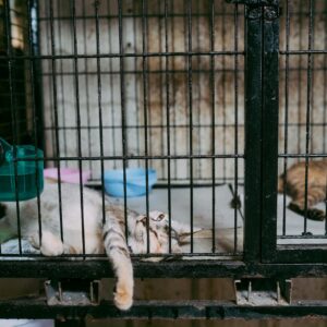 Cats resting inside a metal cage with food bowls, appearing relaxed and comfortable.
