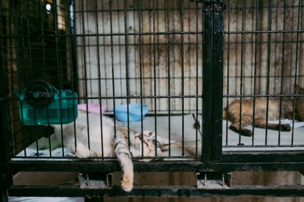 Cats resting inside a metal cage with food bowls, appearing relaxed and comfortable.