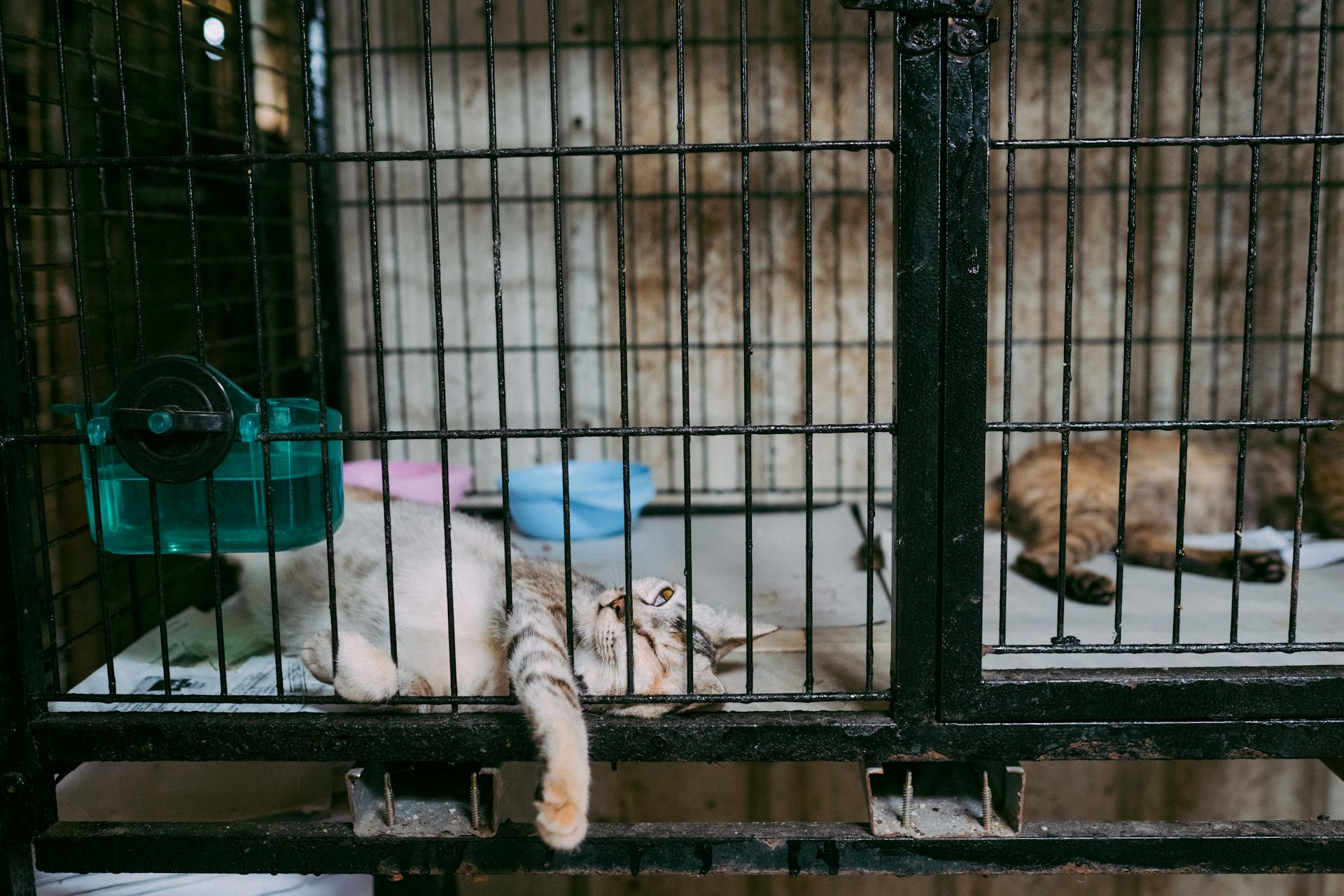 Cats resting inside a metal cage with food bowls, appearing relaxed and comfortable.